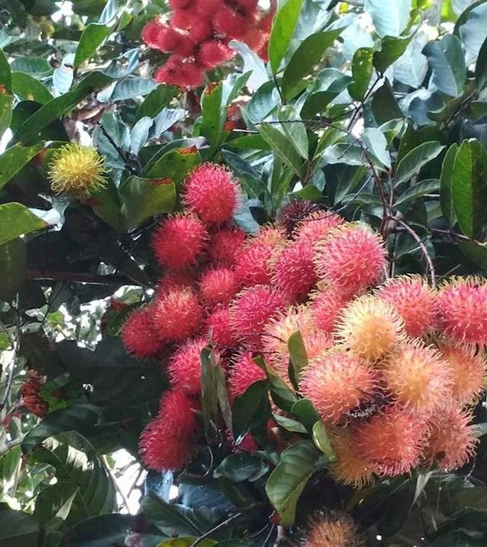 Tanaman Buah Rambutan Aceh Unggul Sumatra Utara